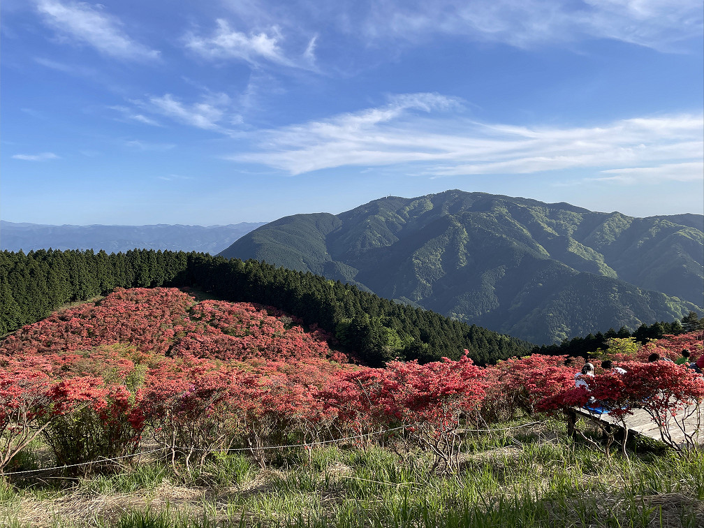 金剛山とツツジ