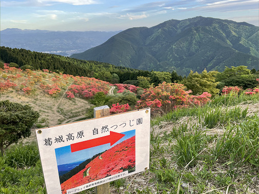 自然つつじ園
